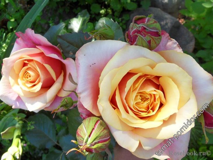 роза Черри Бренди от Энциклопедии роз