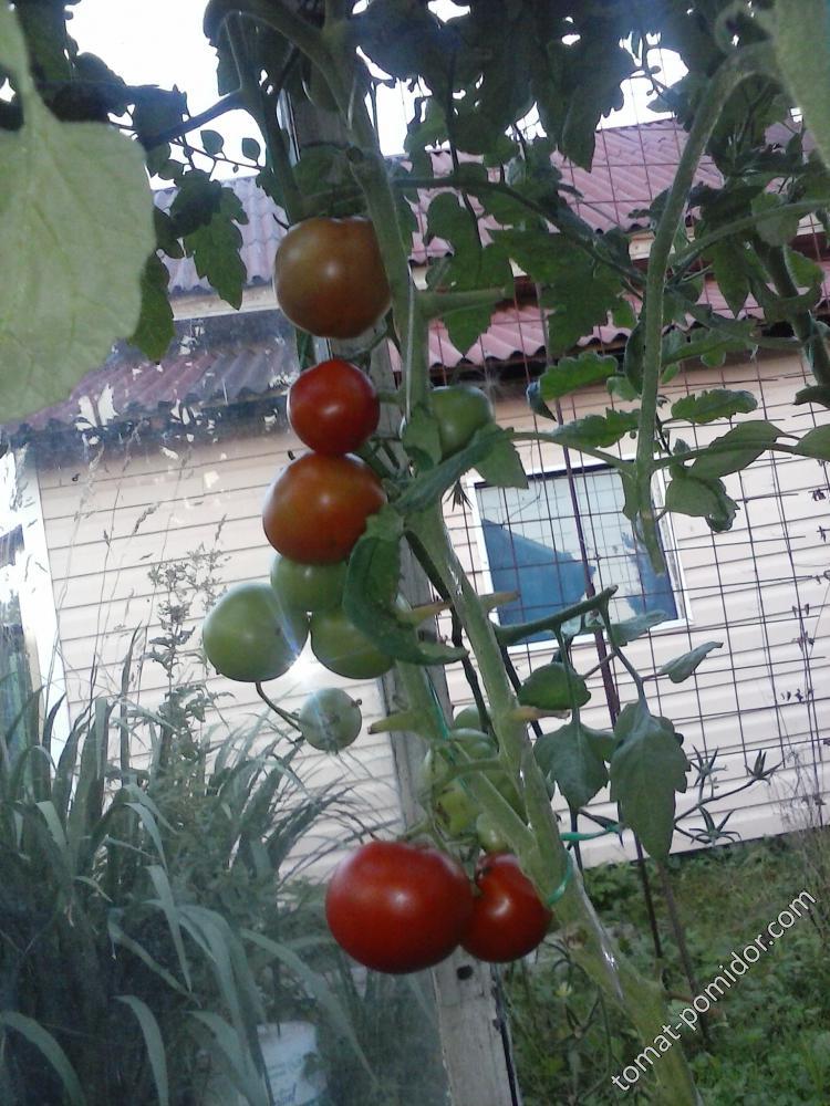 Кумир - К — сорта томатов - tomat-pomidor.com - отзывы на форуме