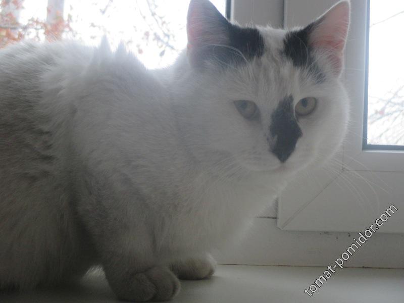 котик, который помог пережить большое горе