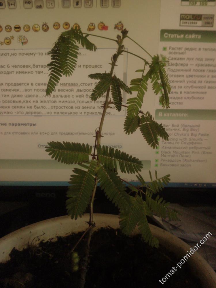 мимоза стыдливая