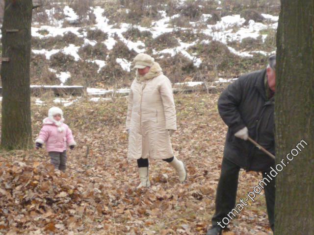 Заготовка листвы для компоста