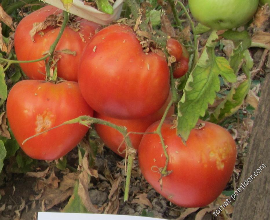 Алсу - А — сорта томатов - tomat-pomidor.com - отзывы на форуме