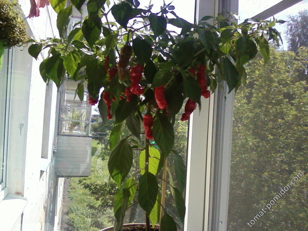 Перец комнатный 'патио-иво'. Крепление для сладкого перца. Сладкий перец на балконе. Клубника в горшках. Перец сладкий русский огород.