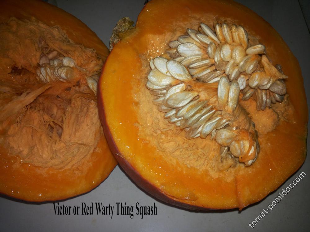 Victor or Red Warty Thing Squash