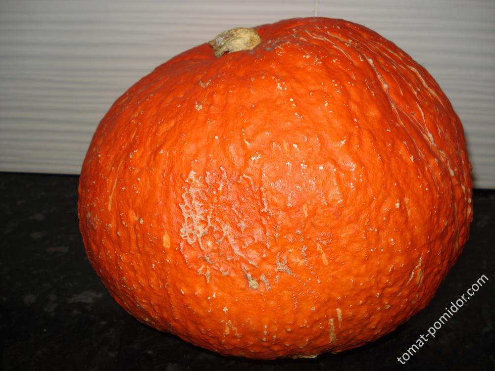 Victor or Red Warty Thing Squash