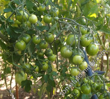 Black Zebra Cherry (Черная Зебра Черри)