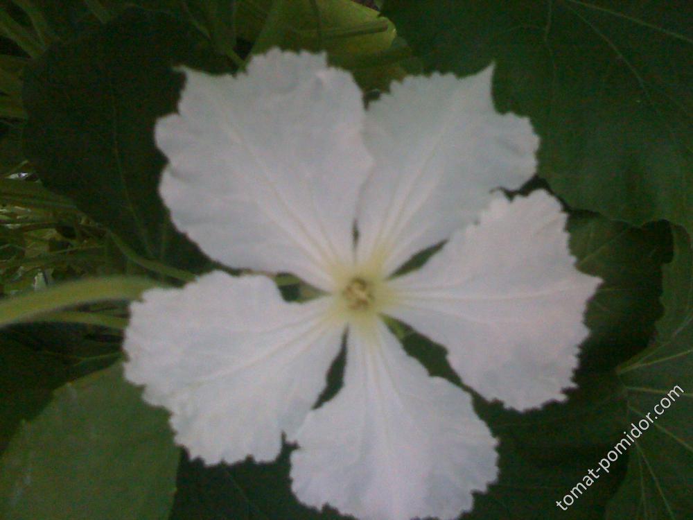 Цветок лагенарии