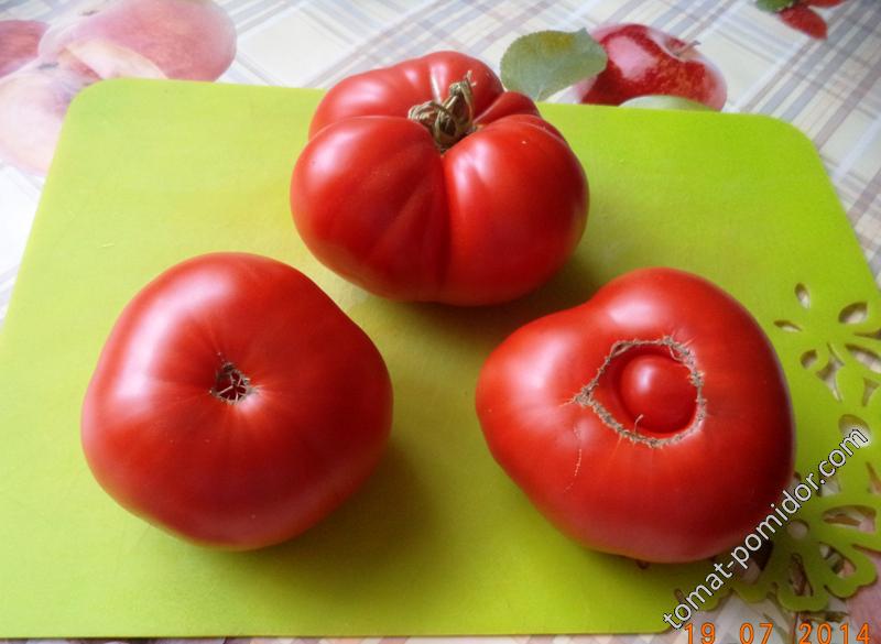 Гигант Маслова