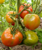 Sweet Seedless red tomatoes on vine, photo by ElenaN (1)