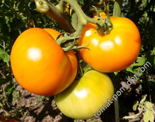 Оранжевый слон - О — сорта томатов - tomat-pomidor.com - отзывы на форуме