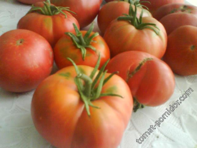созревшие помидорки пантано