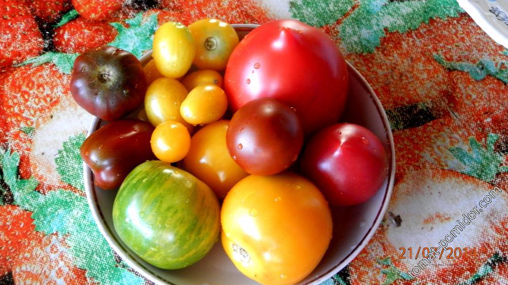 томаты разные