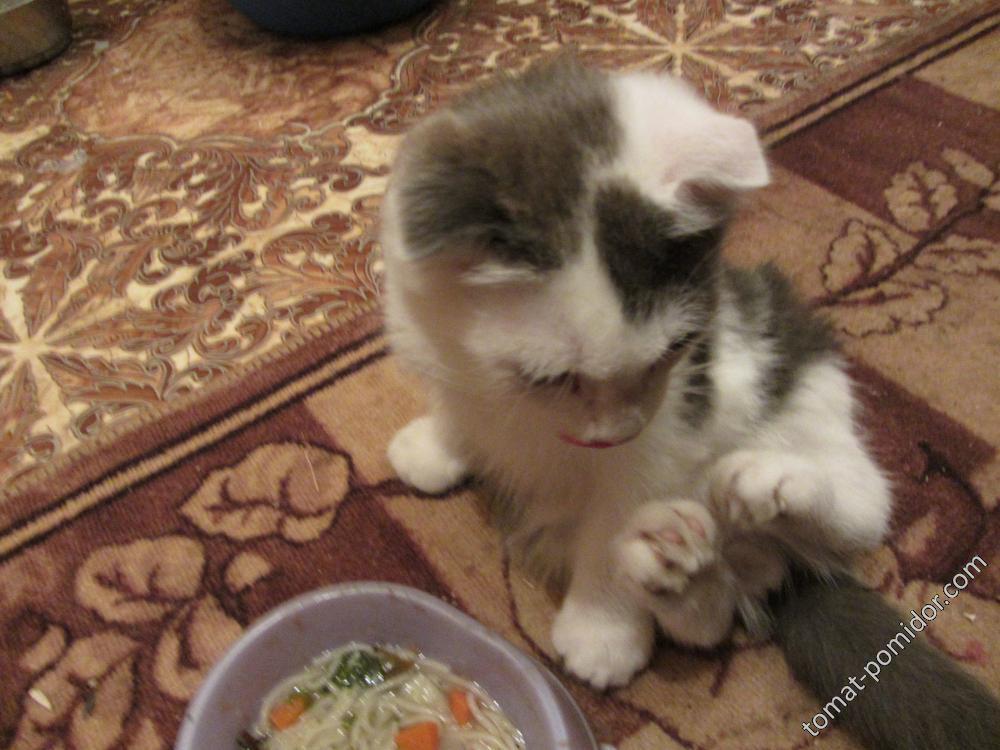 котик