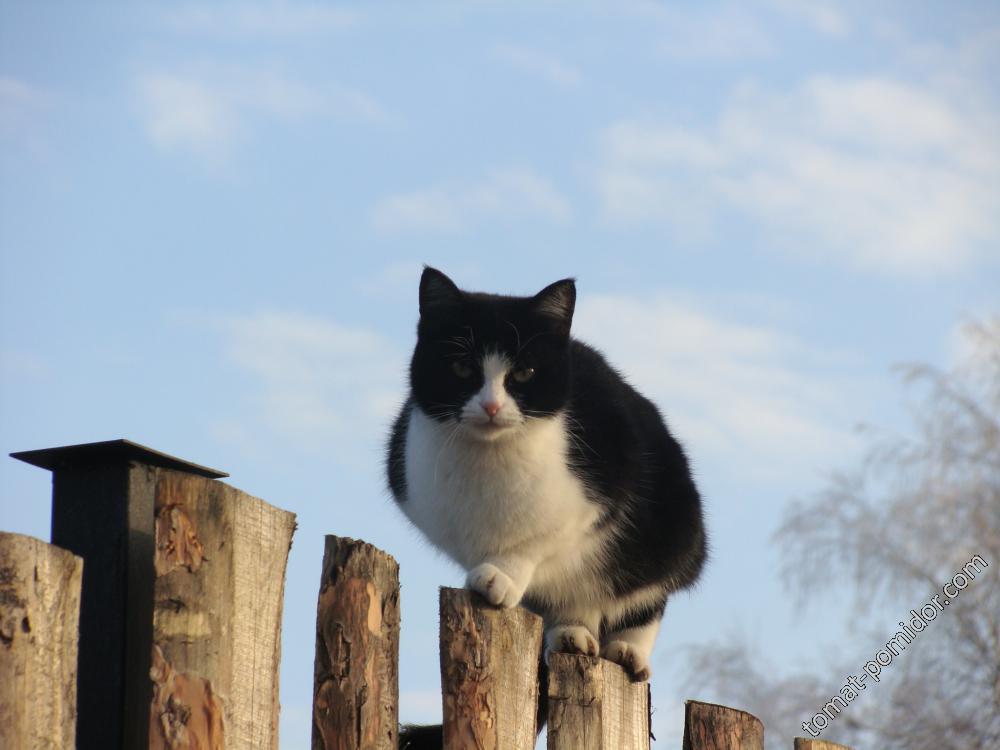 Птичка увидела фотографа