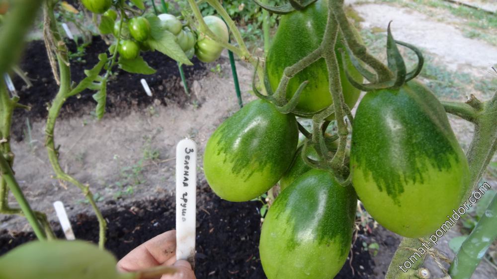 Изумрудная груша - И — сорта томатов - tomat-pomidor.com - отзывы на форуме