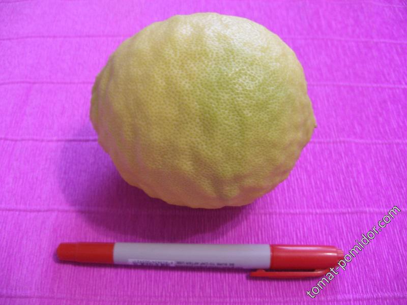 Лимон-цитрон