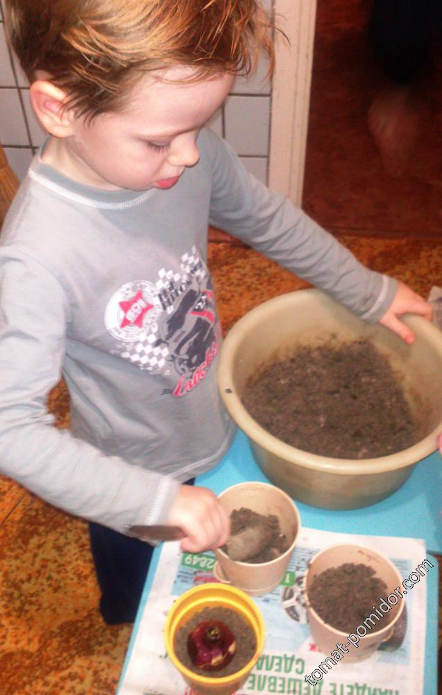 Саша посадил гиацинты