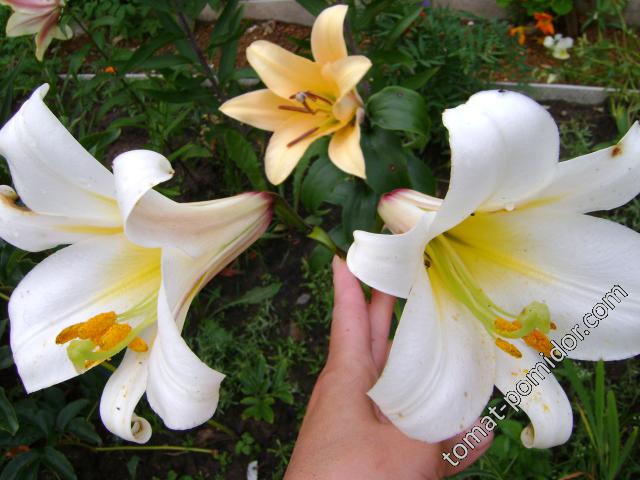 лилия - цветок  трубчатый