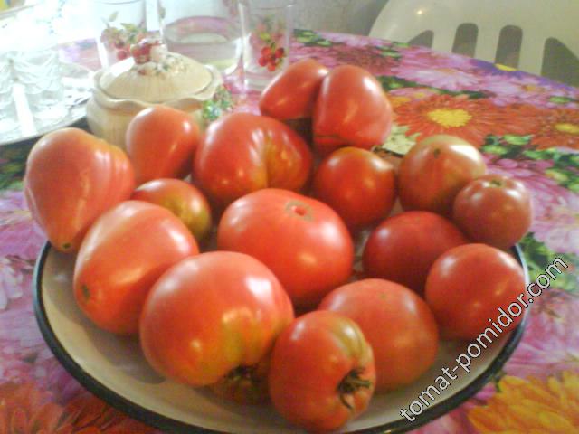 помидоркин урожай