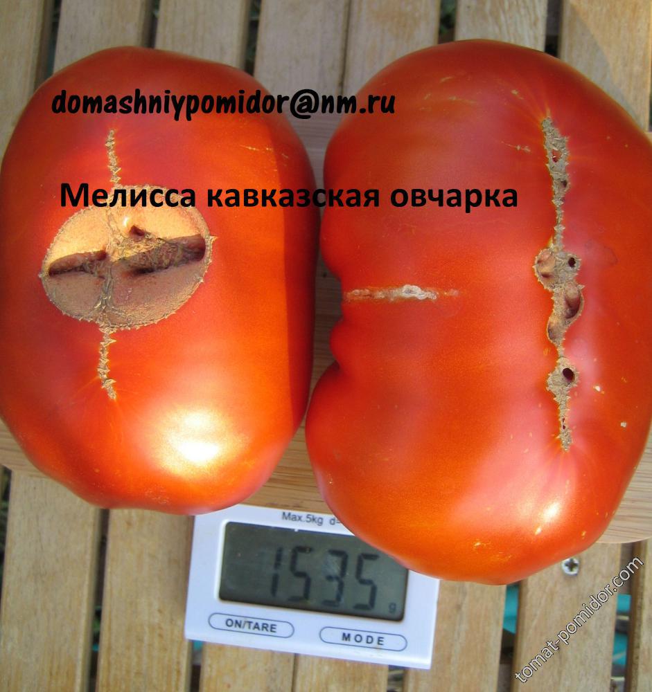 Мелисса кавказская овчарка