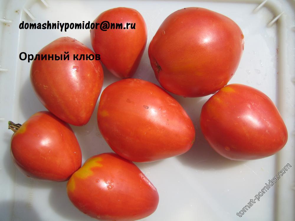 Сорт Помидоров Орлиный Клюв Отзывы Фото