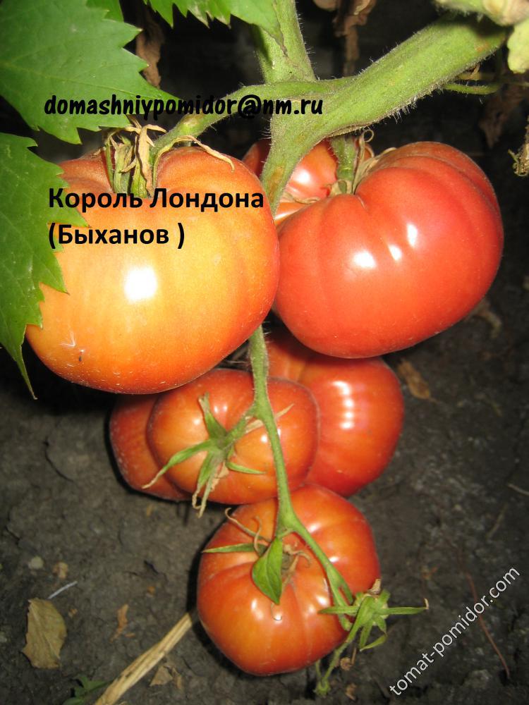 Король Лондона( Быханов)