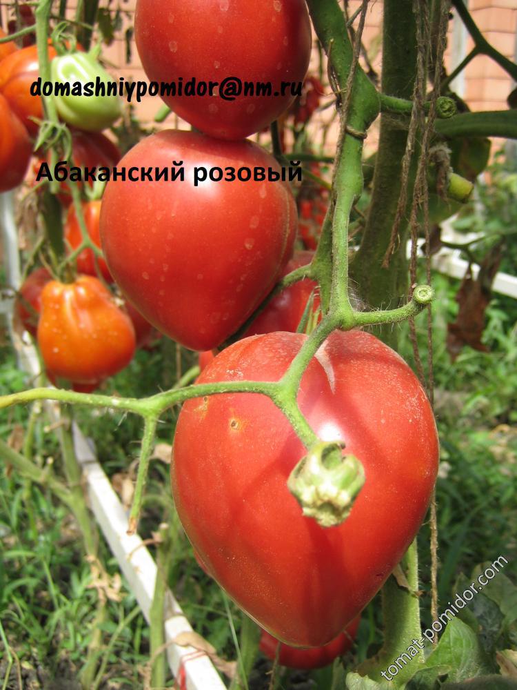 Абаканский розовый