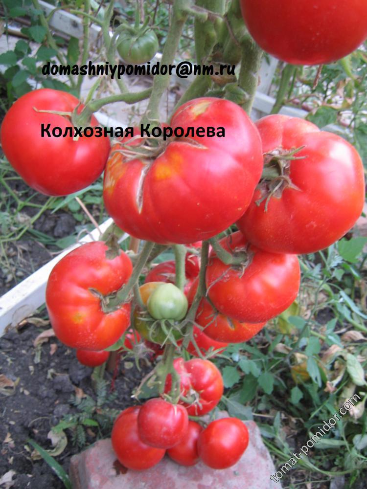 Колхозная королева