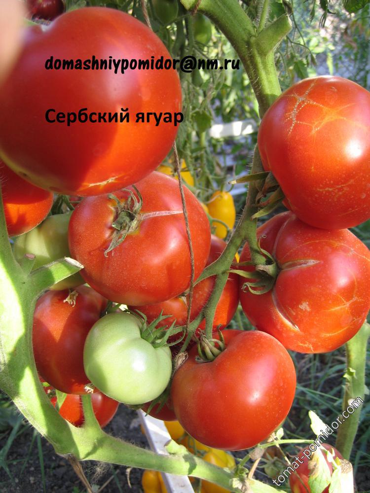 Сербский ягуар