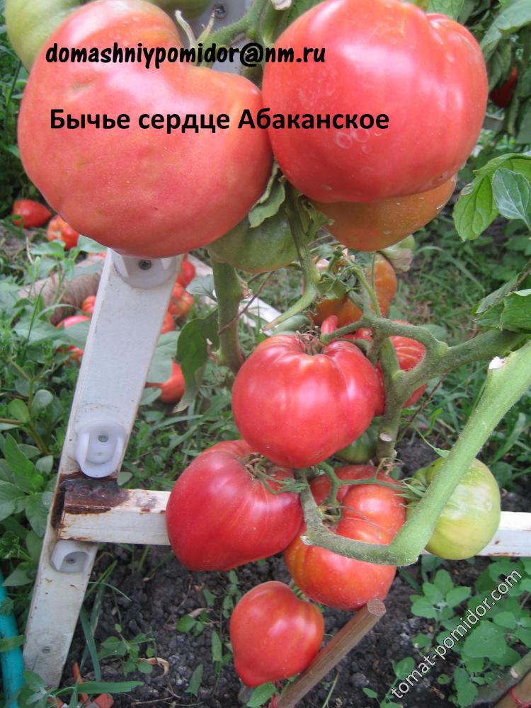 Бычье сердце Абаканское