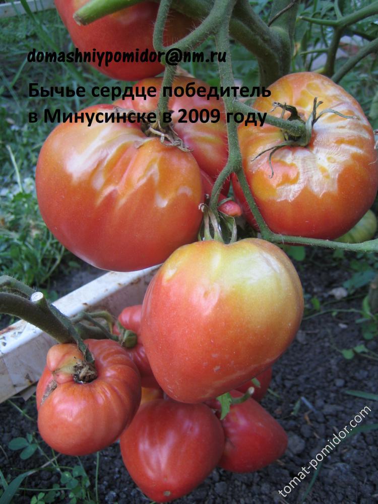 Бычье сердце победитель в Минусинске в 2009