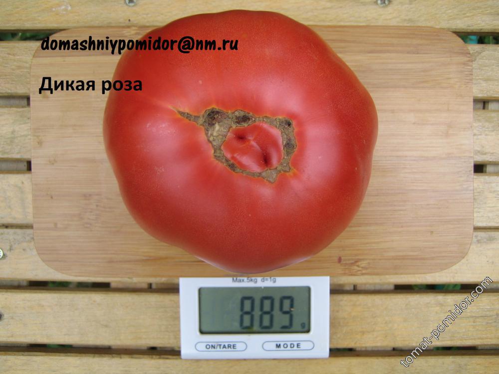 Дикая роза