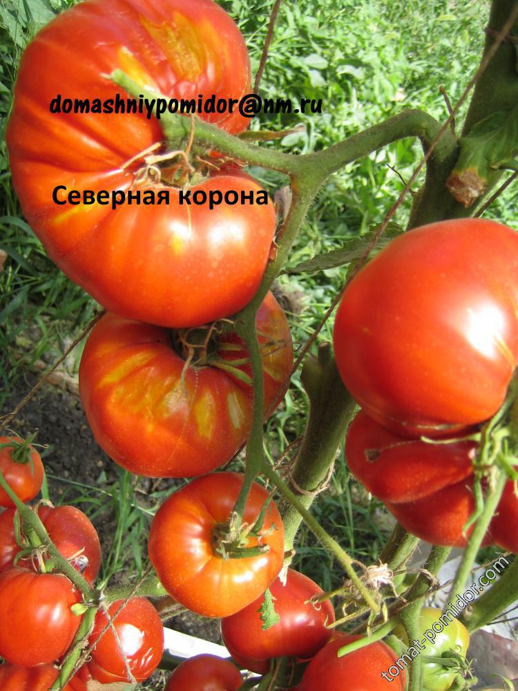 Северная корона