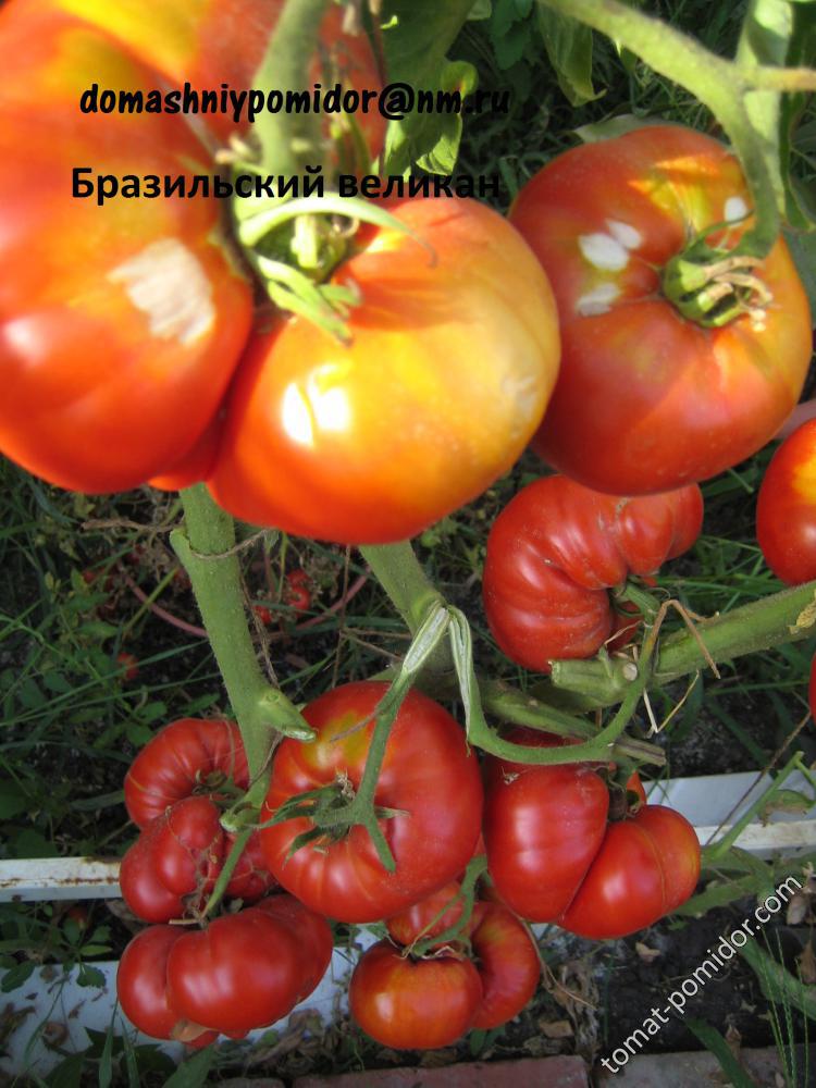 Бразильский великан