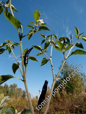 Goat's Weed Pepper