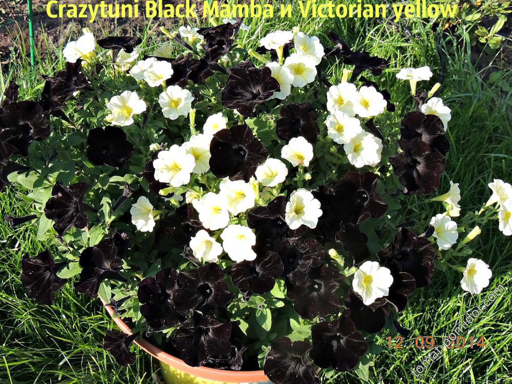Crazytuni Black Mamba и Victorian yellow