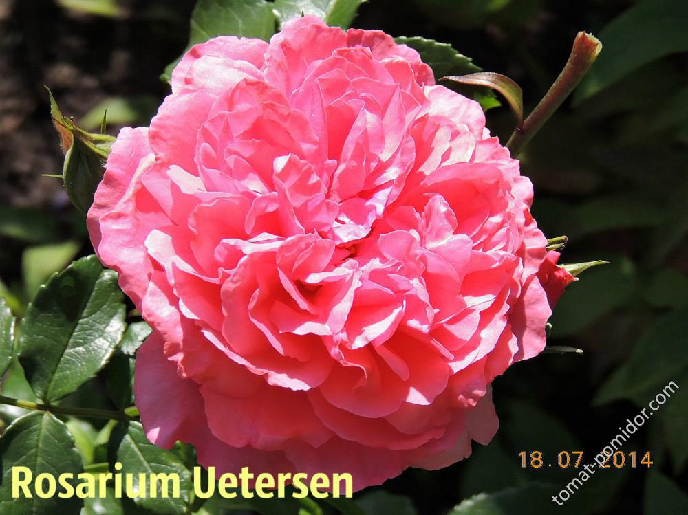 Rosarium Uetersen первогодка