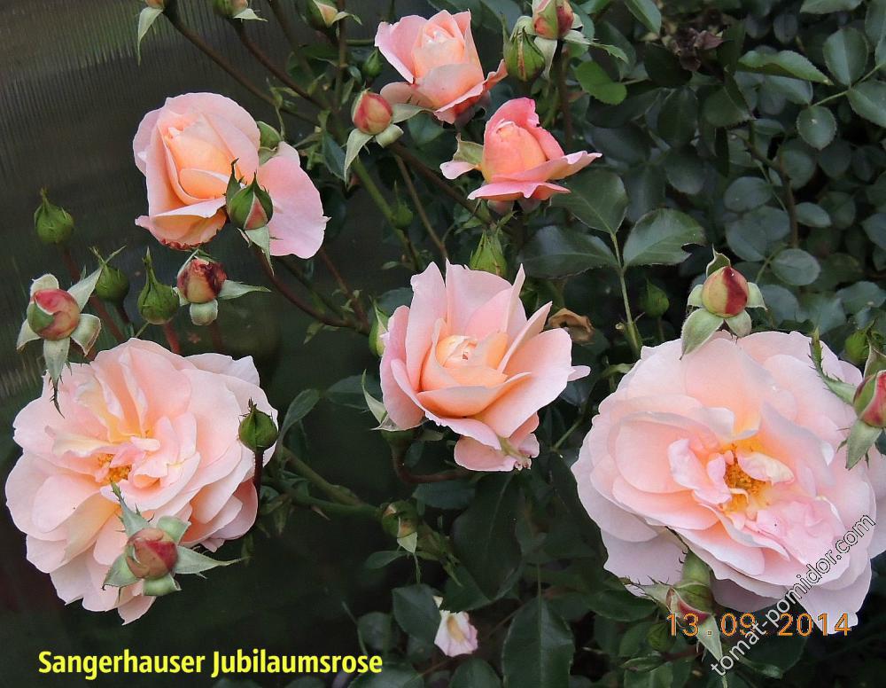 Sangerhauser Jubilaumsrose