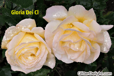 Gloria Dei Cl