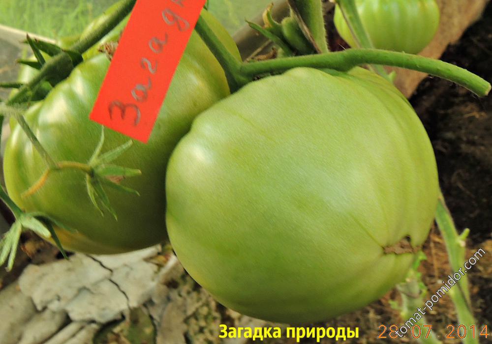 Загадка природы