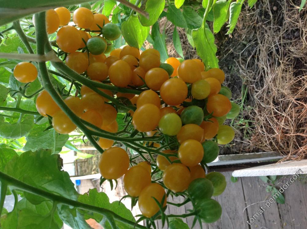 Томат Дикий — Оранжевый Виноград — Orange Grape Tress Tomato