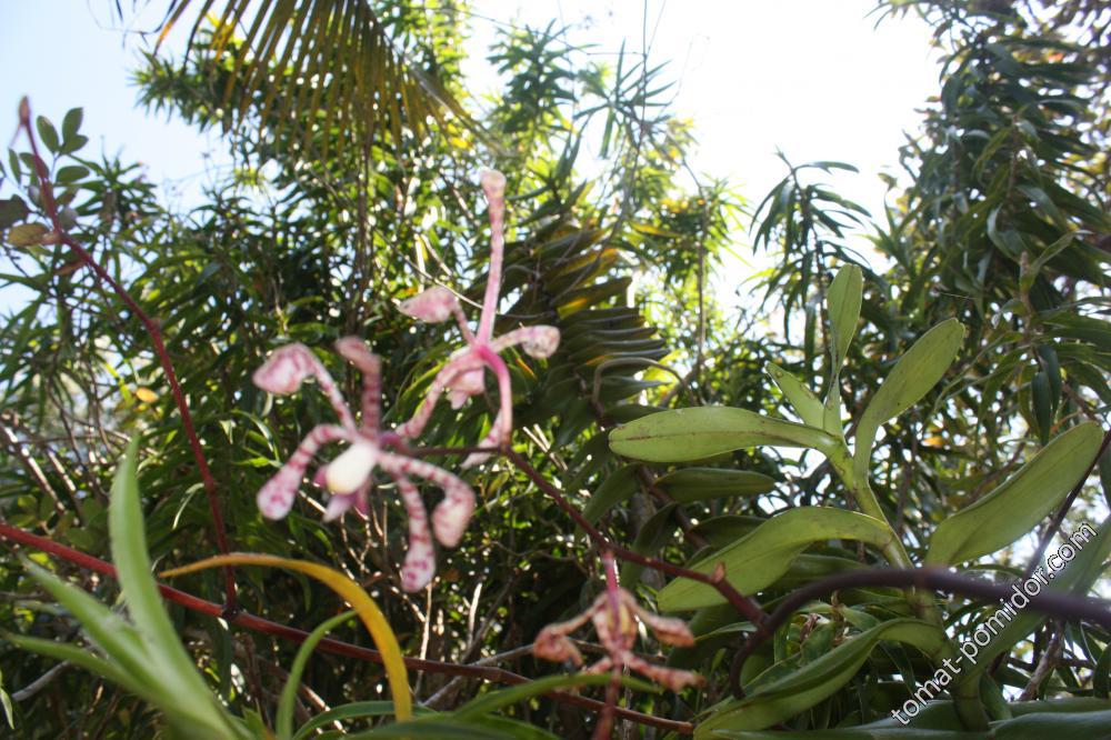 орхидея Мадагаскара