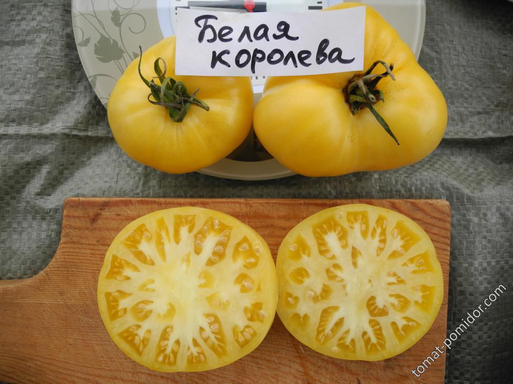 Белая королева