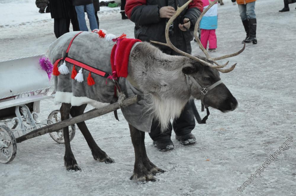 Северный олень