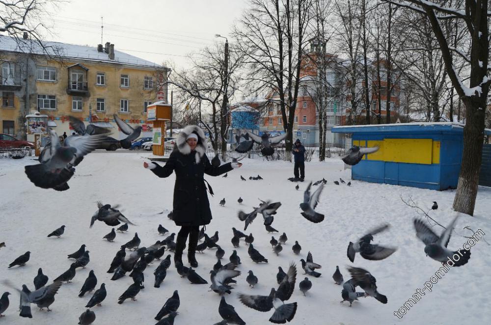 Овечка и голуби