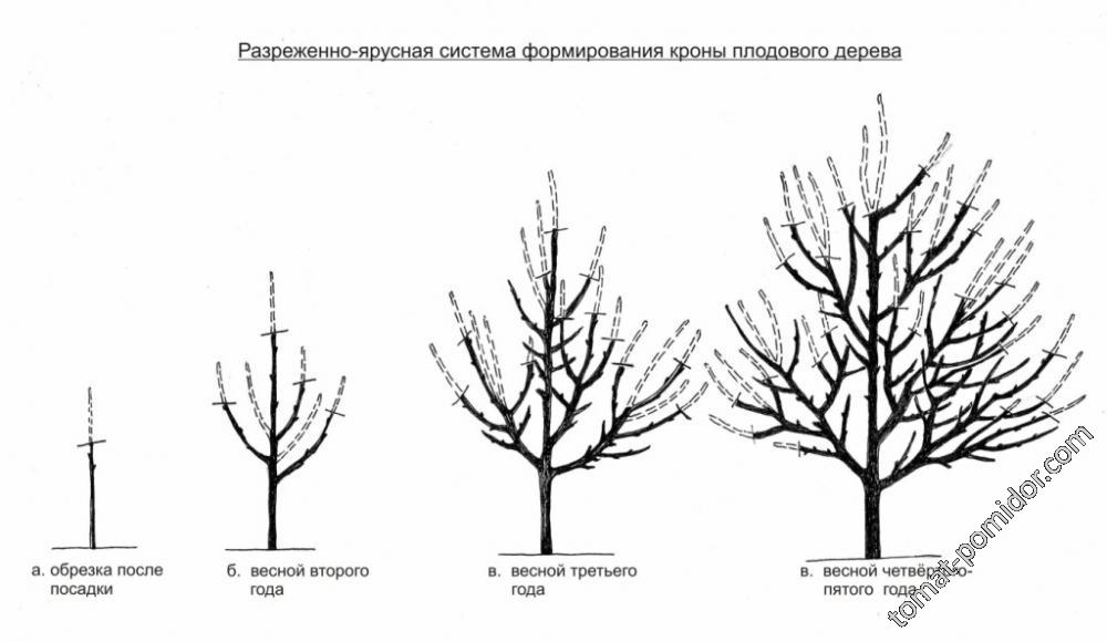 Обрезка  плодовых  деревьев