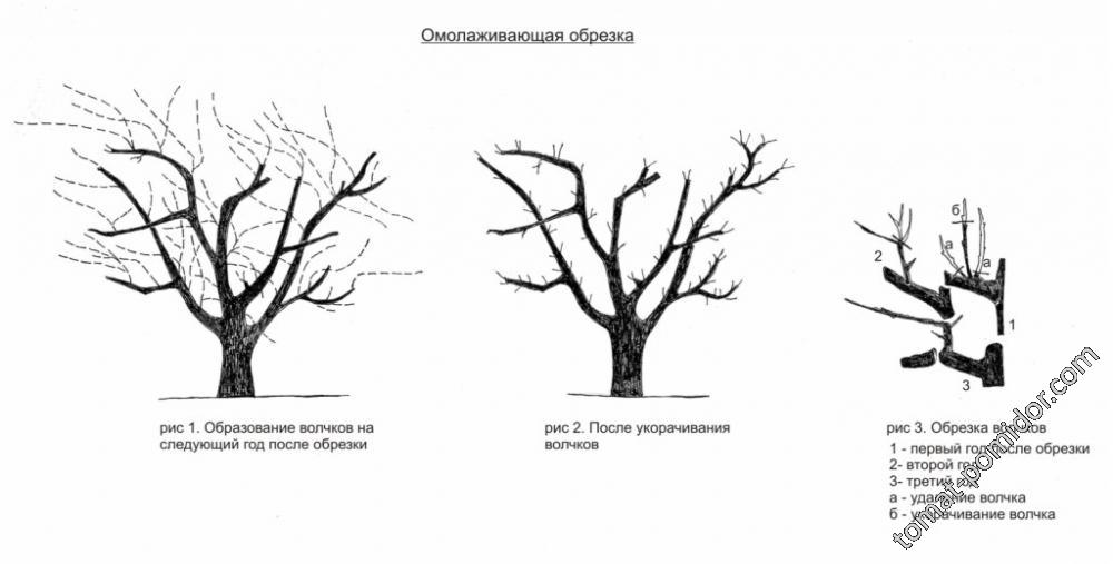 Омоложение  старых  деревьев