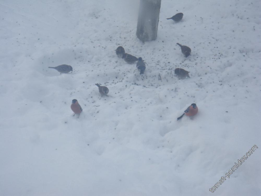 Сначала из кормушки, а потом со снега - экономные птахи!