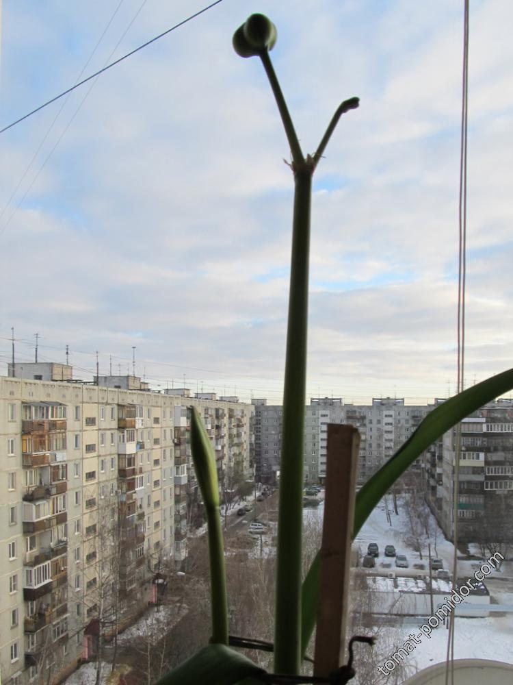 Гиппеаструм семена и новая стрелка