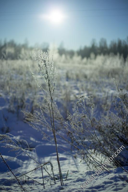 20 января 2015г.